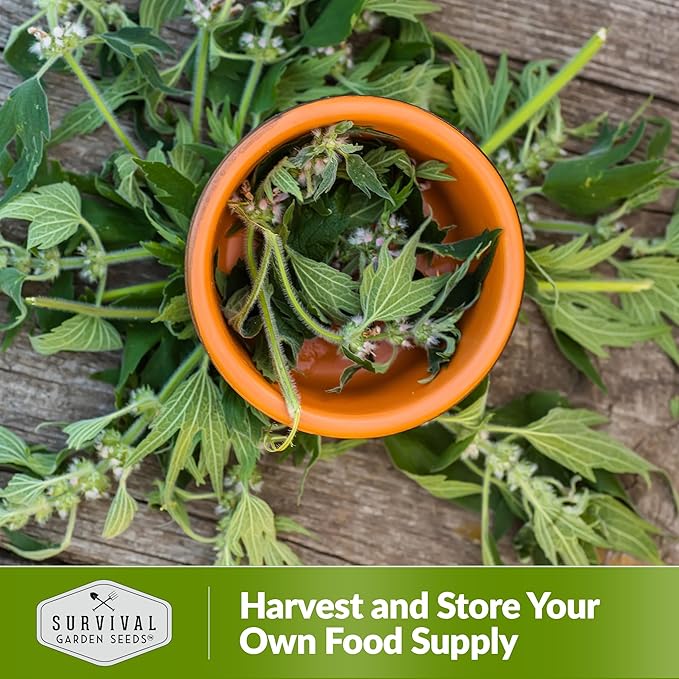 Motherwort Seed for Planting - 3 Packets with Instructions to Plant and Grow Lion's Tail Medicinal Herbs in Your Home Herb Garden - Non-GMO Heirloom Variety - Survival Garden Seeds