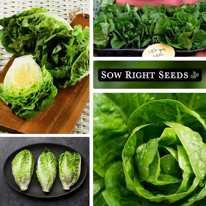 Sow Right Seeds - Little Gem Lettuce Seeds for Planting - Non-GMO Heirloom Packet with Instructions to Plant a Home Vegetable Garden - Outdoors or Indoors Hydroponics - Miniature Romaine Variety (1)