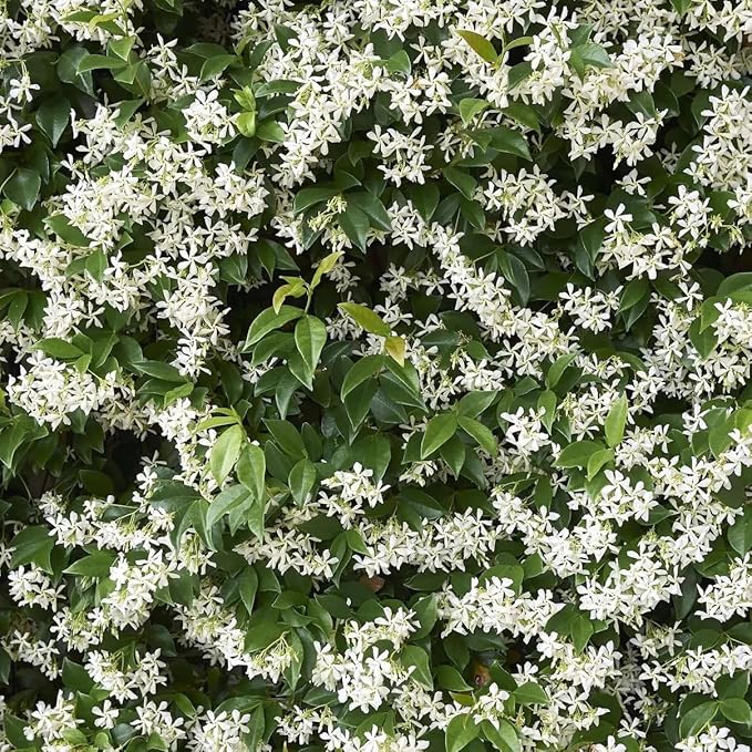 Star Jasmine/Confederate Jasmine - Trachelospermum Jasminoides. Live. Fragrant Flowers. (2 Plants in Cup)