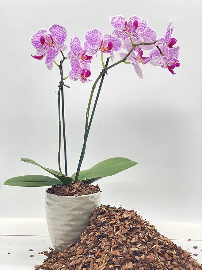 Pine Bark Nugget Fines | 2qt | ΒΌβ Particle Size | Great for Bonsai, Succulents, Cactus, Orchids| The Bonsai Supply