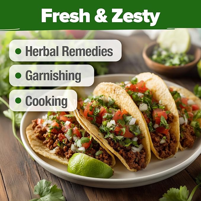 HOME GROWN π¨π¦π π£π₯ππ ππ¨π  500+ Cilantro Seeds for Planting Indoors or Outdoors - Heirloom π‘π’π‘-ππ π’ Coriander Seeds, Grow Your Own Cilantro Plant - Culinary Herb Seeds for Your Herb Garden