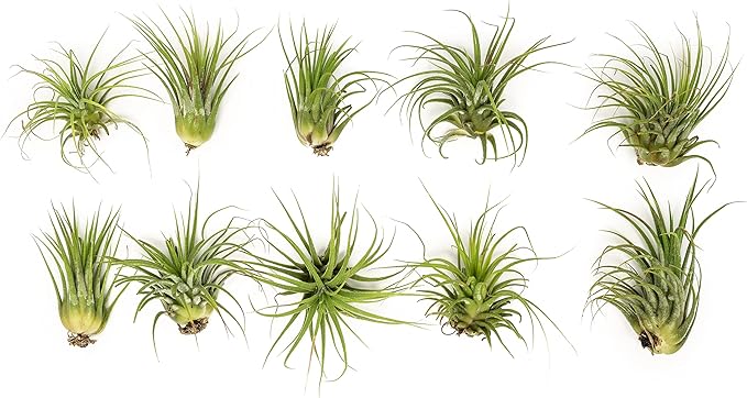 Altman Plants, 10 Ionantha Tillandsia Air Plant Pack, Each 2 to 3.5 Inches Long, Live Tropical House Plants for Home Decor, Indoor Terrarium Air Plants