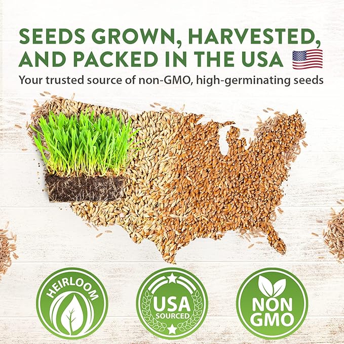 HOME GROWN 30,000+Cat Grass Seeds (6oz) π‘π’π‘-ππ π’ π¨π¦π Heirloom Barley & Oat Mix β Refill for Indoor Cat Grass Growing Kit β Safe Healthy Green Grass for Cats β Pet Grass for Eating & Digestion