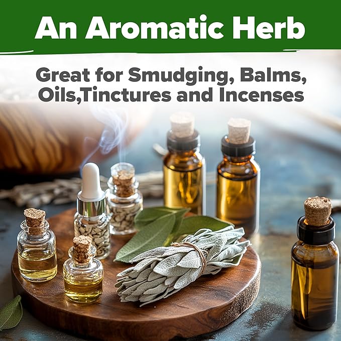 HOME GROWN π¨π¦π π£π₯ππ ππ¨π  White Sage Seeds 323 Pack π‘π’π‘-ππ π’ Heirloom Seeds - Grow Aromatic Sage Plants for Your Herb Seeds Garden with Sage for Planting Outdoor or Indoor (Salvia apiana)