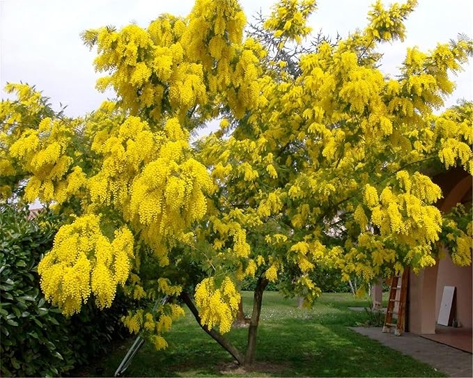 Rare Flower Seeds Acacia Dealbata Tree Or Shrub 100 Seeds Silver Wattle Mimosa
