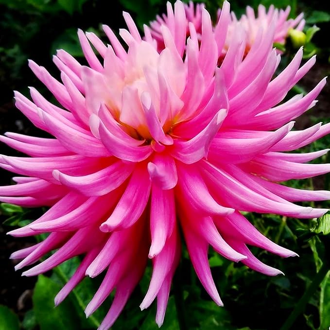 Needle Cactus Dahlia Seed Mix 50 Non-GMO Seeds for Planting