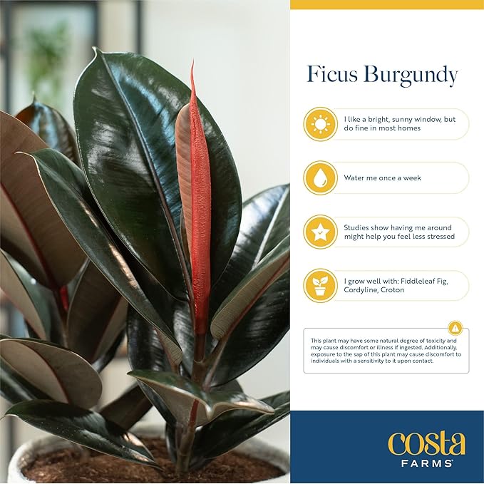 Costa Farms Burgundy Rubber Plant, Live Indoor Ficus Elastica Tree, Live Indoors Houseplant in Décor Planter Pot, Potting Soil Mix, Gift for Housewarming New House, Home or Office Decor, 2-3 Feet Tall