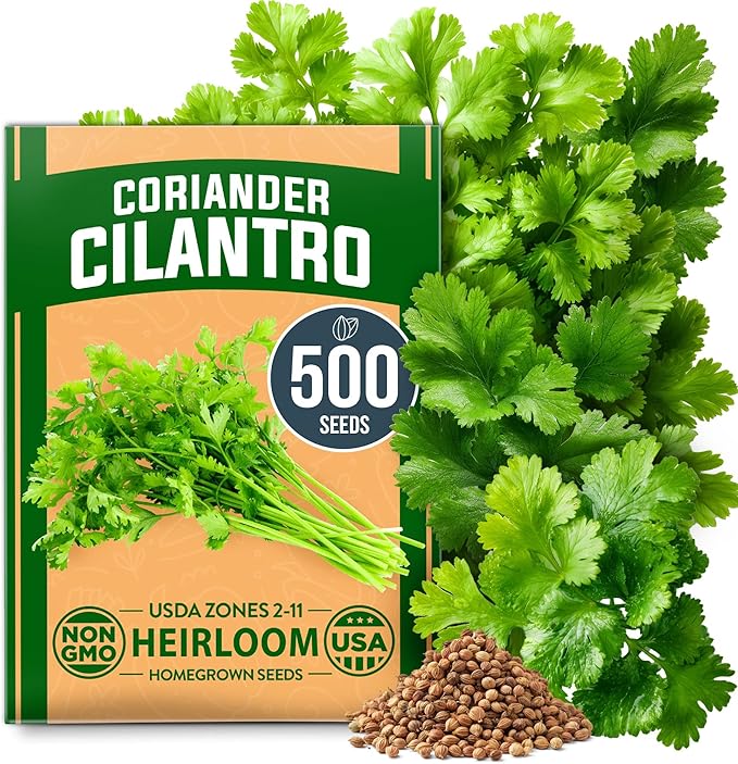 HOME GROWN π¨π¦π π£π₯ππ ππ¨π  500+ Cilantro Seeds for Planting Indoors or Outdoors - Heirloom π‘π’π‘-ππ π’ Coriander Seeds, Grow Your Own Cilantro Plant - Culinary Herb Seeds for Your Herb Garden