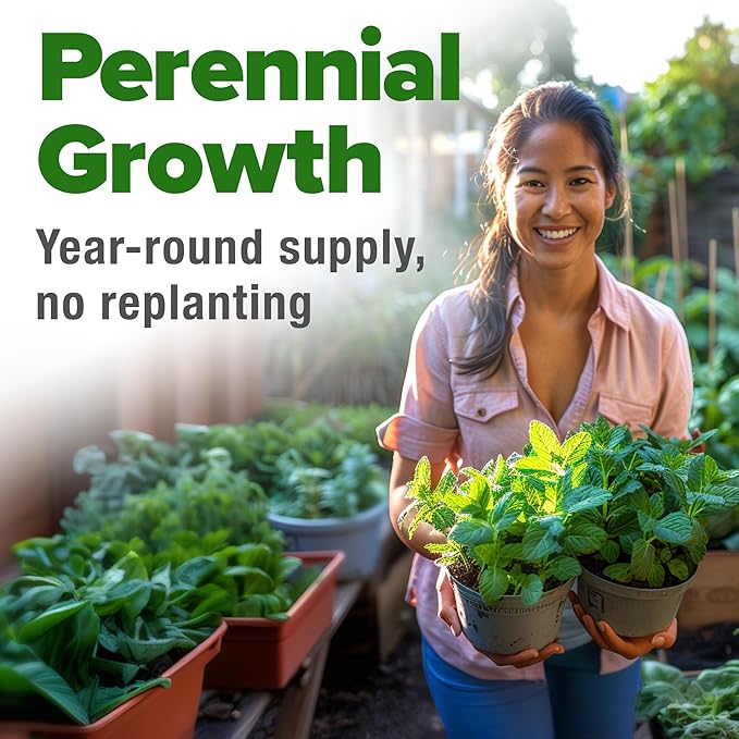 HOME GROWN Premium Common Mint Seeds (Bulk Pack) 3,600 π‘π’π‘-ππ π’ π¨π¦π Heirloom Herb Seeds, USA Sourced | Ideal for Planting Outdoors or Indoors for a Fresh Mint Tea Garden (Mentha spp)