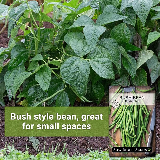 Sow Right Seeds - Contender Bush Green Bean Seeds for Planting - Non-GMO Heirloom Seed Packet - Stringless Variety to Plant an Outdoor Home Vegetable Garden - Abundant Harvest, Great for Kids (3)