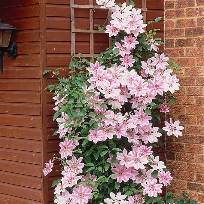 CHUXAY GARDEN Nelly Moser Clematis Seed 30 Seeds Exotic Charm Flowering Plant Adding a Decorative Appeal High Yield Flourishing