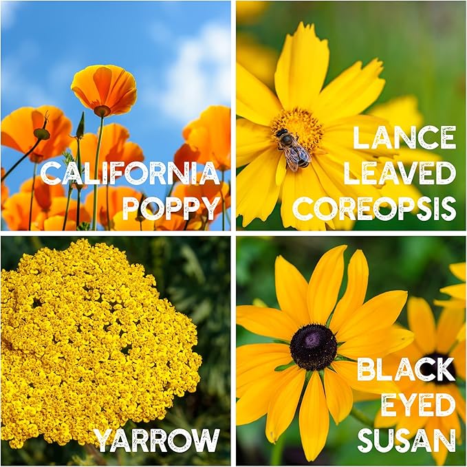 All Annual Wildflower Seeds Mix β 1 lb, 16,000+ Seeds β 21 Flower Varieties Including Poppy, Indian Blanket, Flax β Attracts Pollinators β Bulk Wildflower Seed for Planting