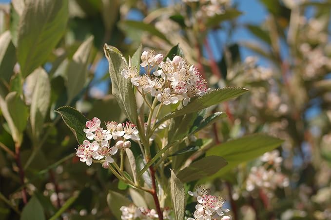 American Beauties Native Plants - Aronia arb. 'Brilliantissima' (Red Chokeberry) Shrub, white flowers, #2 - Size Container