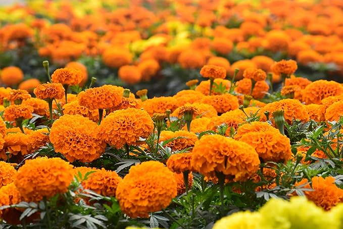 NatureZ Edge, Marigold Seeds, Marigold Seeds for Planting Outdoors, 1 Ounce 10,000 Seeds, Hawaiian and Cracker Jack Marigold Seeds, Marigolds Seeds, African Marigold Seeds, Giant Marigolds Seeds Bulk