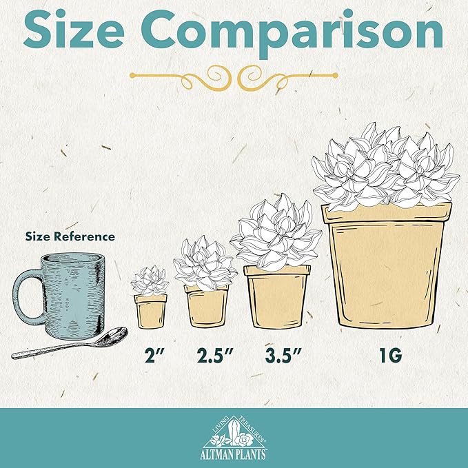 Altman Plants, Live Succulents Plants Live Houseplants (6PK), Succulents Live Plants Live House Plants Indoors Live, Live Cactus Plants Live Cacti Succulent Plants Live Indoor Plants Live Houseplants