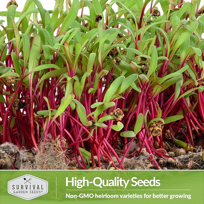 1 Pack Beet Microgreens Seeds for Planting and Growing - Plant Green Leafy Micro Vegetable Plants Indoors - Grow Your Own Mini Windowsill Garden - Non-GMO Heirloom - Survival Garden Seeds