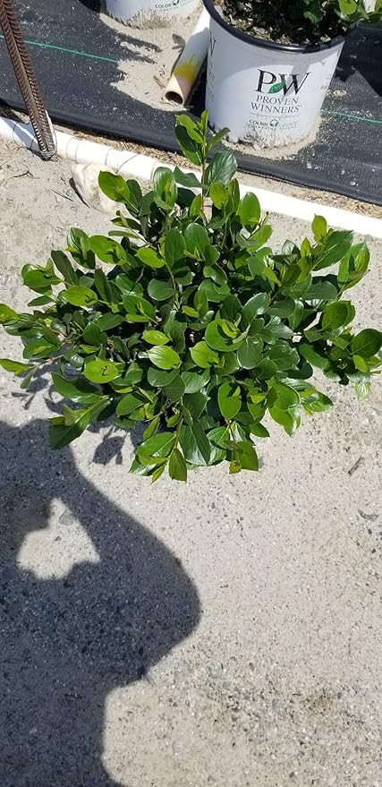 Proven Winners - Aronia Low Scape Mound (Chokeberry) Shrub, white flowers, #3 - Size Container