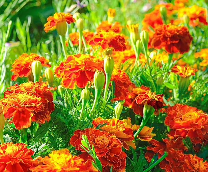 French Marigold Seeds for Planting - Plant & Grow Heirloom French Marigolds in Home Outdoor Garden – Planting Instructions for Vibrant Rare Blooms – Great Gardening Gift, 5 Packets, Orange, Red