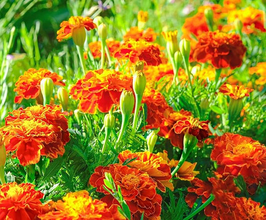French Marigold Seeds for Planting - Plant & Grow Heirloom French Marigolds in Home Outdoor Garden – Planting Instructions for Vibrant Rare Blooms – Great Gardening Gift, 3 Packets, Orange, Red