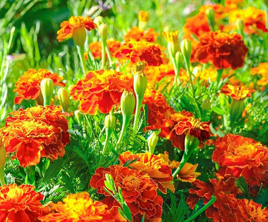 French Marigold Seeds for Planting - Plant & Grow Heirloom French Marigolds in Home Outdoor Garden – Planting Instructions for Vibrant Rare Blooms – Great Gardening Gift, 2 Packets, Orange, Red