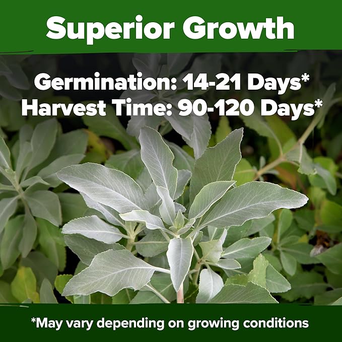 HOME GROWN π¨π¦π π£π₯ππ ππ¨π  White Sage Seeds 323 Pack π‘π’π‘-ππ π’ Heirloom Seeds - Grow Aromatic Sage Plants for Your Herb Seeds Garden with Sage for Planting Outdoor or Indoor (Salvia apiana)