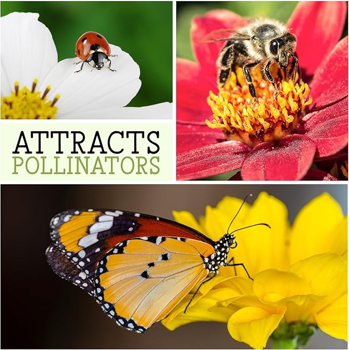 Seed Needs, Mixed Gloxiniaeflora Foxglove Seeds for Planting - Heirloom & Open Pollinated Biennial Flowers - Perfect for Butterfly Gardens & Insectaries (1 Pack)