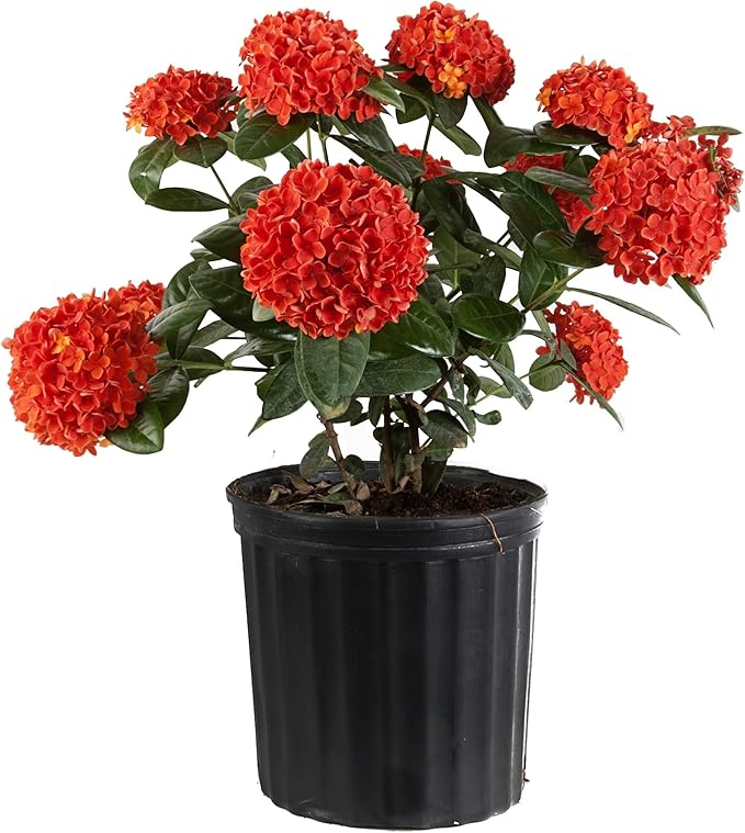 Costa Farms Live Ixora Blooming Outdoor Plant, Orange, Fresh from Our Farm