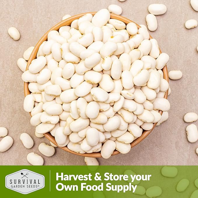 Survival Garden Seeds - Henderson Lima Bean Seed for Planting - 2 Packs with Instructions to Plant & Grow Tender White Butter Beans in Your Home Vegetable Garden - Non-GMO Heirloom Variety Plant Seed