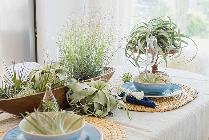 5 Pack Air Plants Red Abdita Tillandsia - Medium Air Plants Live Variety Pack - Live Succulent House Plant - Home Holders and Garden Decor - Easy Care Indoor and Outdoor Plant