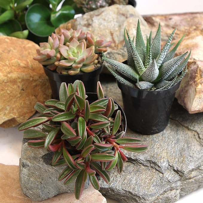 Altman Plants Pet Friendly Plant Pack (3PK) Real Succulents, Pet Safe Plants & Succulent Plants, Live Succulents, Pet Friendly Plants, Live Plants & House Plants in 3.5" Pots with Succulent Soil Mix