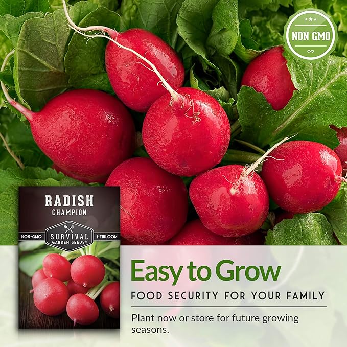 Survival Garden Seeds - Champion Radish Seed for Planting - 3 Packets with Instructions to Plant & Grow Red Radishes in Your Home Vegetable Garden - Non-GMO Heirloom Variety Vegetable Seed