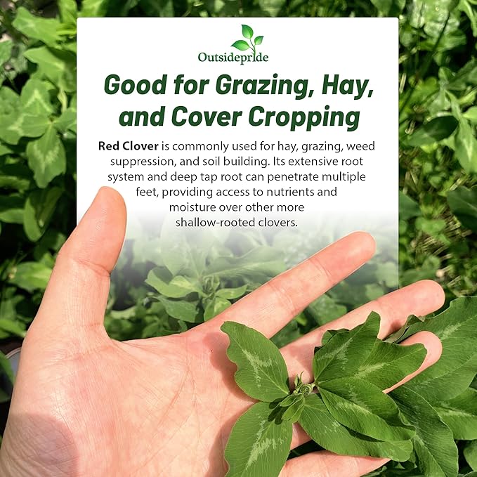 Outsidepride Perennial Red Clover Seeds - 2 lbs. Self-Seeding, Nitrocoated, Inoculated Clover Seeds for Lawn, Yard, Forage, Pasture, Hay, Nitrogen Fixation, Soil Improvement & Crop Rotation Programs