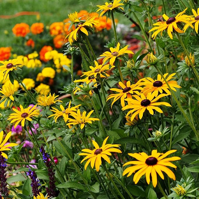 All Annual Wildflower Seeds Mix β 1 lb, 16,000+ Seeds β 21 Flower Varieties Including Poppy, Indian Blanket, Flax β Attracts Pollinators β Bulk Wildflower Seed for Planting