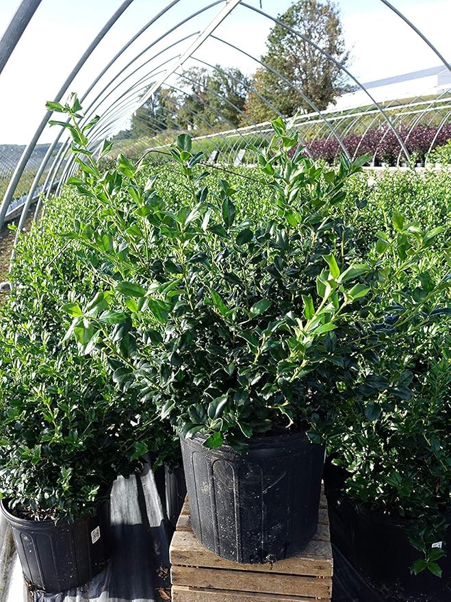 Ilex X meserveae 'China Girl' (Holly) Evergreen, 3 - Size Container