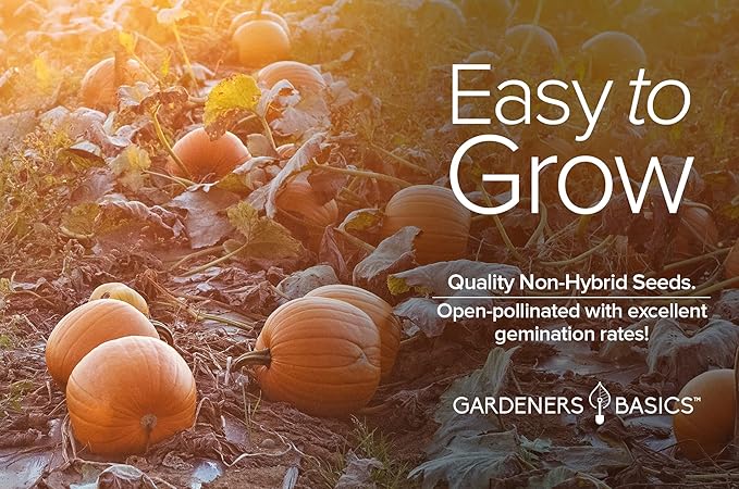 Gardeners Basics, Pumpkin Seeds for Planting (Jack O Lantern) Heirloom, Non-GMO Vegetable Variety- 2 Grams Seeds Great for Summer Pumpkin Gardens