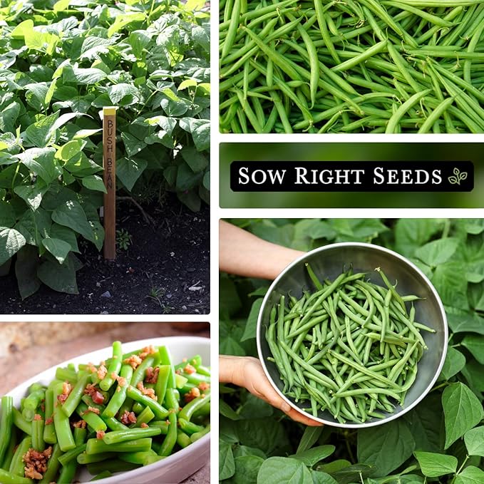 Sow Right Seeds - Contender Bush Green Bean Seeds for Planting - Non-GMO Heirloom Seed Packet - Stringless Variety to Plant an Outdoor Home Vegetable Garden - Abundant Harvest, Great for Kids (3)