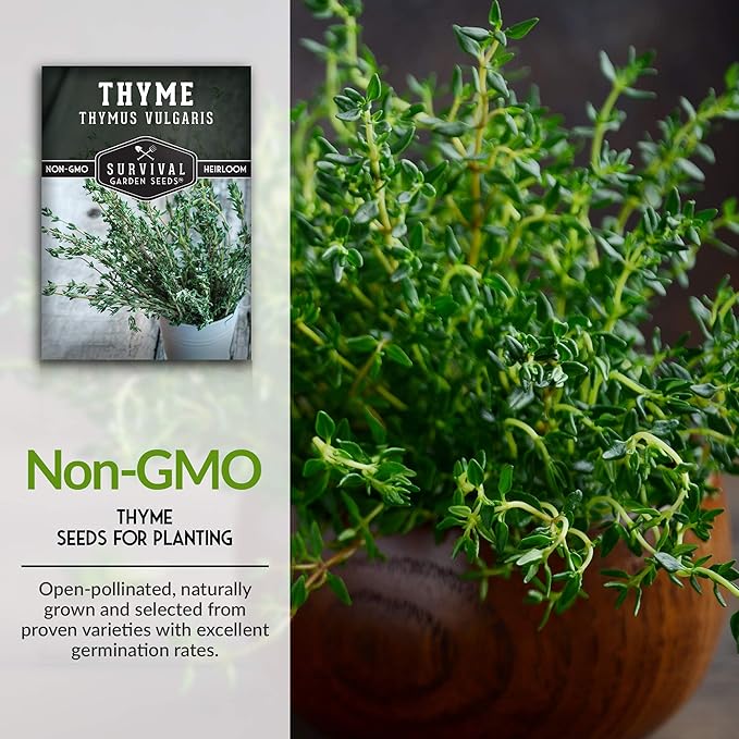 Survival Garden Seeds - Thyme Seed for Planting - 5 Packs with Instructions to Plant and Grow Thymus Vulgaris Herb Plants in Your Home Vegetable Garden - Non-GMO Heirloom Variety - Seed Planting Herb