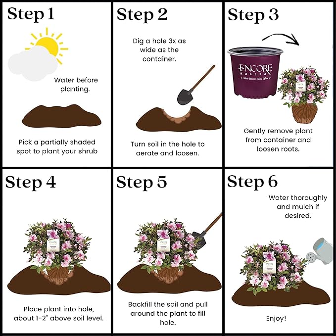 2 Gallon Encore Azalea Autumn Twist Shrub
