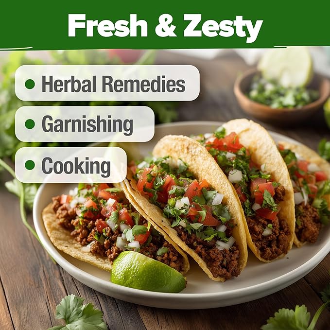 HOME GROWN π¨π¦π π£π₯ππ ππ¨π  1000+ Cilantro Seeds for Planting Indoors or Outdoors - Non-GMO Heirloom Herbs, Coriander Plant Seeds - Complete Your Herb Seeds Collection for Your Indoor Herb Garden