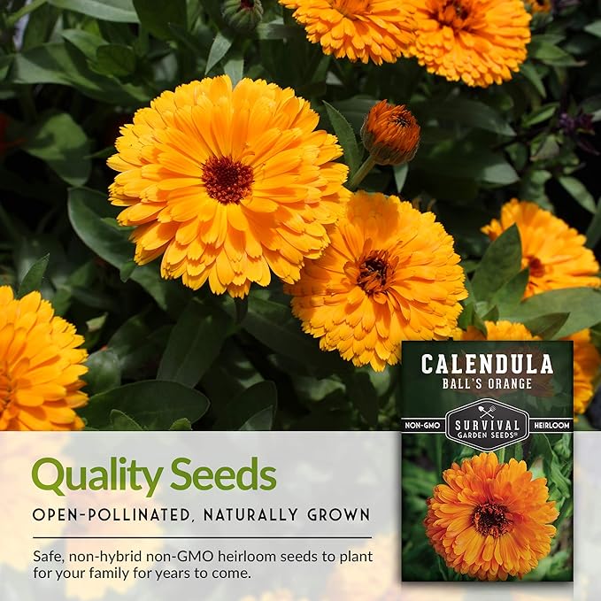 Survival Garden Seeds Ball's Orange Calendula Seed for Planting – 1 Packet with Instructions for Growing Medicinal Herbs in Your Home Vegetable Garden – Non-GMO Heirloom Variety Herb Seed