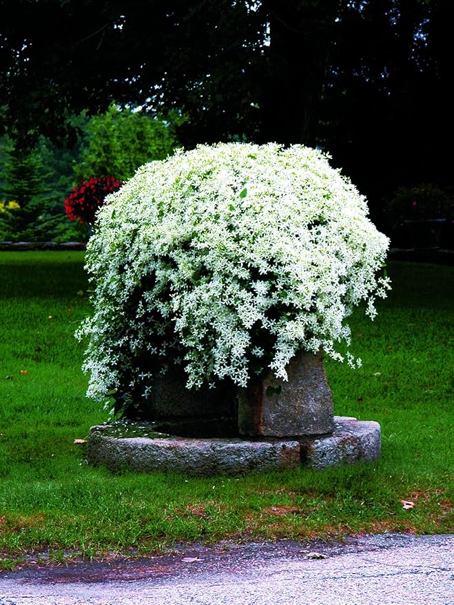 Clematis paniculata (Sweet Autumn Clematis) Perennial, white flowers, 8`` - Size Container