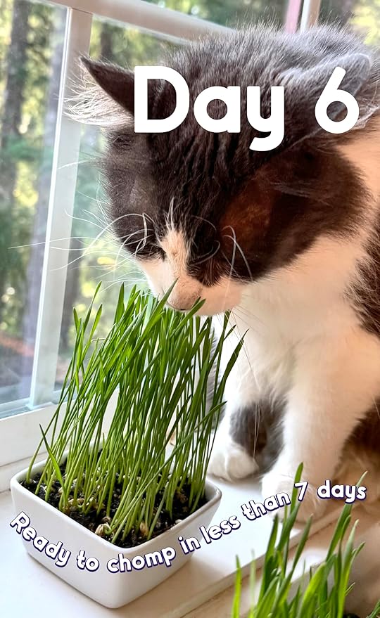 Cat Grass Seeds Favorites Blend Soft Wheatgrass & Smooth Ryegrass – Grows 19 Pots of Fresh Cat Grass for Indoor Cats – Easy & Fast – Small Pack Grows 200 Square inches of Edible cat Grass – Vitamunch