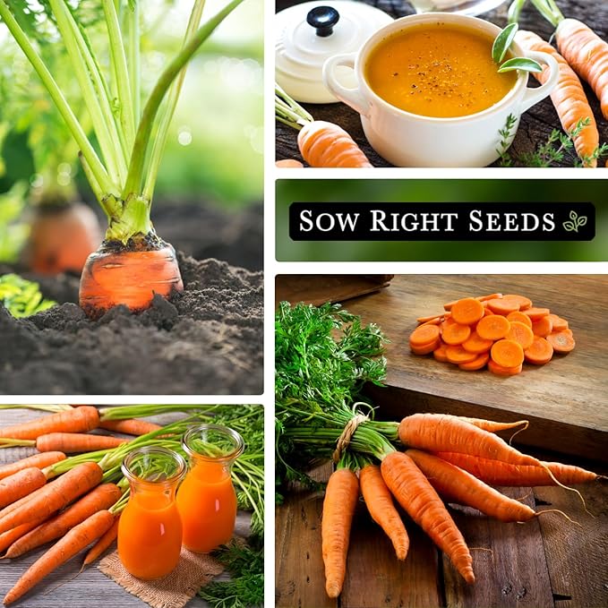 Sow Right Seeds - Bulk Scarlet Nantes Carrot Seed for Planting - 7 Grams, 4000 Seeds - Non-GMO Heirloom Jumbo Pack with Instructions to Plant a Home Vegetable Garden - Enjoy a Bountiful Harvest