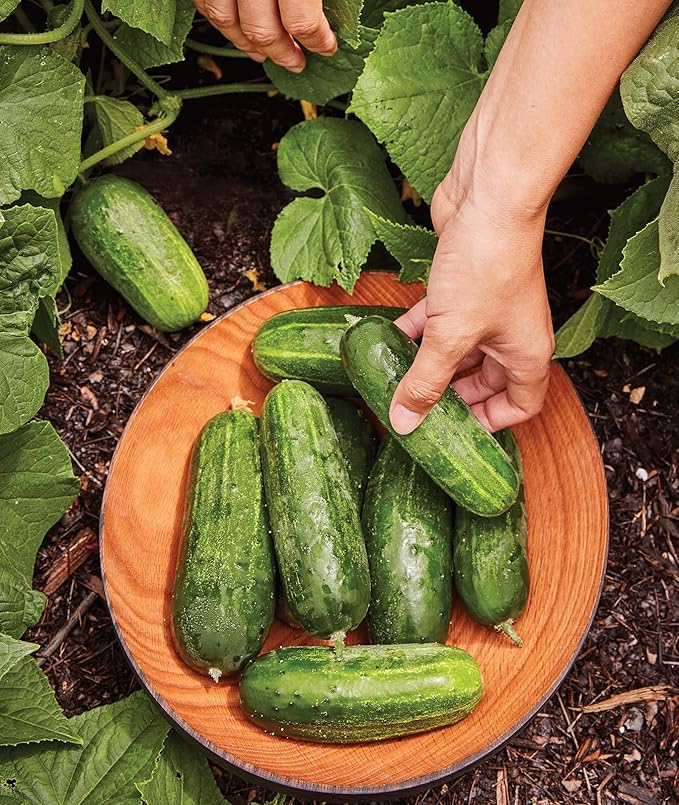 Burpee 'Supremo' Pickling Cucumber Seeds, 30 Non-GMO seeds, Container Friendly