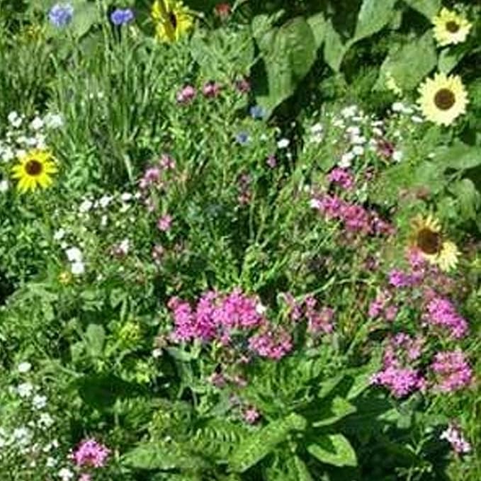 Northeastern Wildflower Seeds Bulk β 1 lb, 640,000+ Seeds β Annual & Perennial Wildflower Mix with Native Northeast Flowers β Regional Pollinator Flower Seed for Garden & Meadow