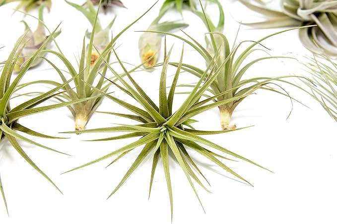 50 Pack of Classic Air Plants Variety - Live Succulent House Plants - Available in Wholesale and Bulk - Home and Garden Decor - Easy Care Indoor/Outdoor Air Plant