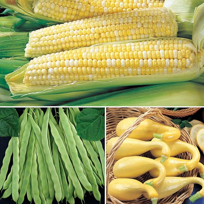 Park Seed Bean Seeds Harvest and Grow Your Own Spring Garden Vegetables, 3 Sisters Collection, Pack of 320