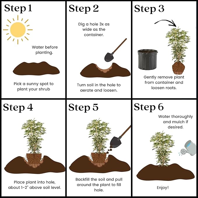 2.25 Gal. Tea Olive Osmanthus
