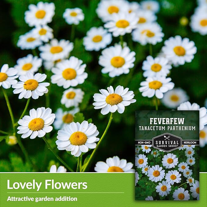 Feverfew Seeds for Planting - 3 Packets with Instructions to Plant and Grow Your Own Bachelor's Buttons in Your Home Vegetable or Herb Garden - Non-GMO Heirloom Variety - Survival Garden Seeds