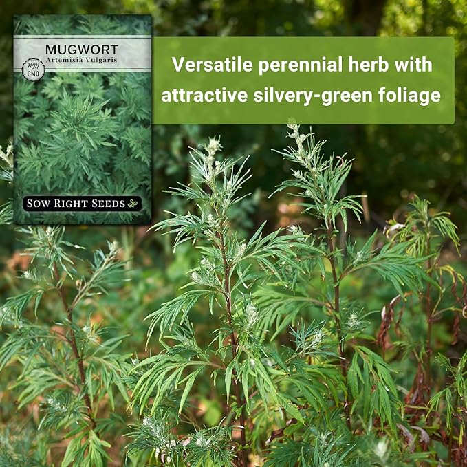Sow Right Seeds - Mugwort Seeds for Planting - Non-GMO Heirloom Packet with Instructions to Plant an Outdoor or Indoor Herb Garden - Rare Perennial, Wild Wormwood - Medicinal & Culinary Cronewort (1)